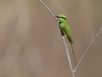 Green Bee-eater (Merops orientalis)