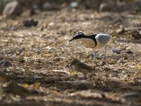 Egyptian Plover (Pluvianus aegyptius)