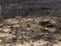 White-headed Babbler (Turdoides leucocephala)