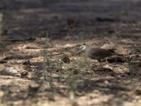 White-headed Babbler (Turdoides leucocephala)