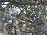 Sudan Golden Sparrow (Passer luteus)