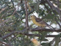 Sudan Golden Sparrow (Passer luteus)