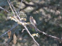 Sudan Golden Sparrow (Passer luteus)
