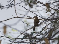 Sudan Golden Sparrow (Passer luteus)