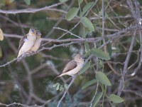 African Silverbill (Euodice cantans)