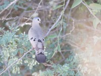 Black-billed Wood Dove (Turtur abyssinicus)