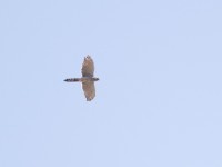 Gabar Goshawk (Micronisus gabar)