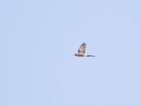 Gabar Goshawk (Micronisus gabar)