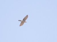 Gabar Goshawk (Micronisus gabar)