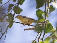 Sudan Golden Sparrow (Passer luteus)