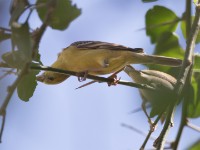 Sudan Golden Sparrow (Passer luteus)