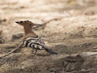 Eurasian Hoopoe (Upupa epops)