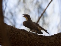 Greater Honeyguide (Indicator indicator)