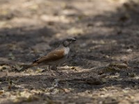 Northern Grey-headed Sparrow (Passer griseus)