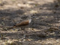 Northern Grey-headed Sparrow (Passer griseus)