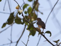 Northern Crombec (Sylvietta brachyura)