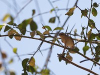 Northern Crombec (Sylvietta brachyura)