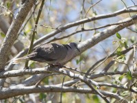 Mourning Collared Dove (Streptopelia decipiens)