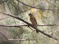 Sahel Paradise Whydah (Vidua orientalis)