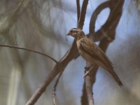 Sahel Paradise Whydah (Vidua orientalis)