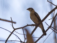 Sahel Paradise Whydah (Vidua orientalis)