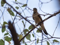 Sahel Paradise Whydah (Vidua orientalis)