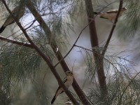 Sahel Paradise Whydah (Vidua orientalis)