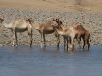 Eritrea Camels