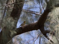 Sudan Golden Sparrow (Passer luteus)