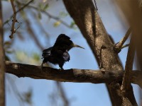 Black Scimitarbill (Rhinopomastus aterrimus)