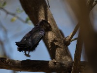 Black Scimitarbill (Rhinopomastus aterrimus)