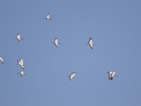 Demoiselle Crane (Grus virgo)