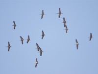 Demoiselle Crane (Grus virgo)