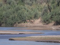 Greater Kudu (Tragelaphus strepsiceros)