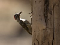 Nubian Woodpecker (Campethera nubica)