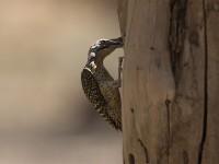 Nubian Woodpecker (Campethera nubica)