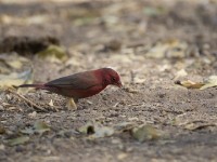 Red-billed Firefinch (Lagonosticta senegala)