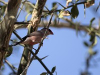 Black-rumped Waxbill (Estrilda troglodytes)