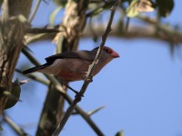 Black-rumped Waxbill (Estrilda troglodytes)