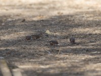 Black-rumped Waxbill (Estrilda troglodytes)