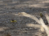 Sudan Golden Sparrow (Passer luteus)