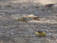 Sudan Golden Sparrow (Passer luteus)