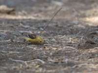 Sudan Golden Sparrow (Passer luteus)