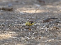 Sudan Golden Sparrow (Passer luteus)