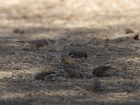 Sudan Golden Sparrow (Passer luteus)