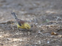 Sudan Golden Sparrow (Passer luteus)