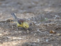 Sudan Golden Sparrow (Passer luteus)