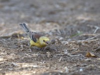 Sudan Golden Sparrow (Passer luteus)