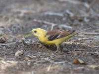 Sudan Golden Sparrow (Passer luteus)