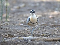 Egyptian Plover (Pluvianus aegyptius)